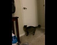 Collab Pets For All - Cat jumps up and turns door handle 