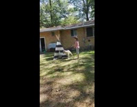 Girl wash tent with hose gun dog