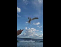 Slow motion seagull catch bread while flying