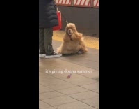 Dog with a beautiful fur at subway