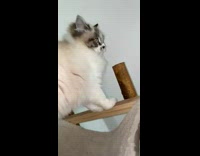 Guy sing mayahi cat climb tower meow