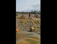 Woman violet sweater sit pumpkin farm pictorial Part 2