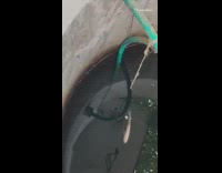 Guy gives spider green leaf and bug