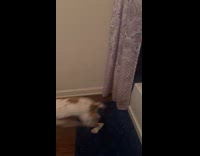 Dog with zoomies jumped and ran into tub