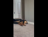 Submitter shows sleepy dog lays on floor