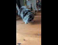 Dog picks food and eats on floor