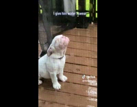 Collab BitchMP - Puppy drinking rain water 