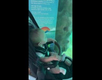 Dolphin showing ring tricks to toddler