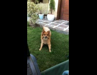 Brown pomeranian dog jumps catches blue ring