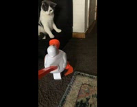 Gray cat jumps away from duck toy