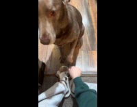 Filmer plays with paws of pet dog