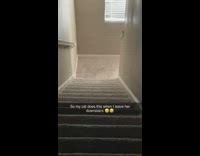 Cry meowing and crying downstairs owner upstairs 