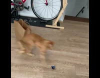 Orange kitten plays with paper on floor