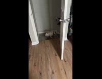 Dog jumps onto stairs platform for car ride 