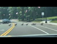 Gaggle of geese cross down the road