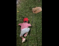 Kid copies dog chewing grass 