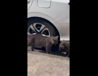 Two cats talk beside car on street