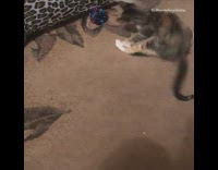 Kitten plays with red blue ball toy