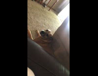 Dog small howl barks awoo