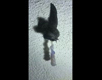 Black slug on white wall mucus mate 