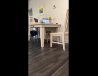 Dog wearing cone and owner wearing cone too