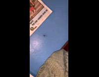 Girl zooms in on spider in room 