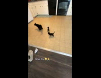 Collab Clips MPUGC - Cat hits kitten in head then ran 