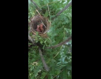 Sticks surround nest to protect baby birds 