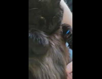 Pet cat with blue claws lie down reaches in the air