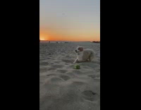 Collab Pets For All - Australian shepherd puppy dog digs beach sand