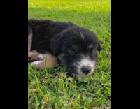 Black brown puppy dog falls asleep grass