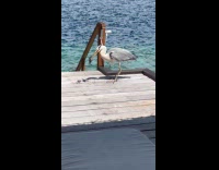 Heron Dips Cuttlefish inside Whirlpool and Tints it