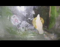 Snail sticks and climbs down from the glass cage
