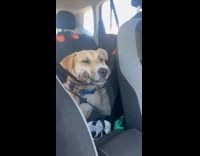 Dog lean on net between car seats