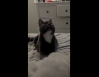 Collab PLC - White black pet cat lie down on the bed breathe heavily