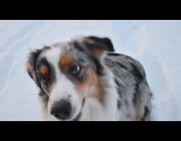 Dog plays fetch in snow with yellow blue frisbee