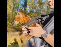 Guy carries brown cat in grey backpack 