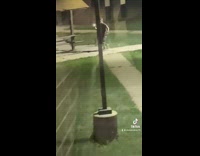 Guy chasing skunk across apartment quad 