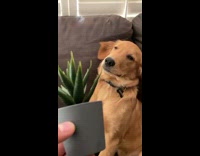 Dog nod at guy holding plant ask question