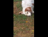 Dog smells something rolls on the ground