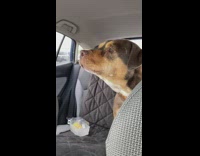 Dog in car barks at banner with dog photo 