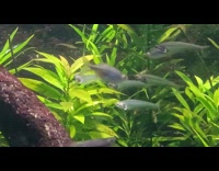 Bent Transparent Fish with Scoliosis Swims with School