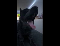 Whining dog sounds like its speaking