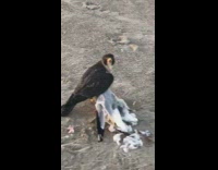 Black hawk dead seagull bird beach sand
