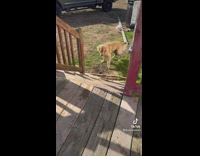 Dog tries to bring long stick up stairs