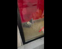 Bird in convenience store window chilling