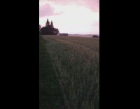 Sunrise view at the farm backyard with fog