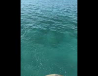 Dog jumps into water with dolphin