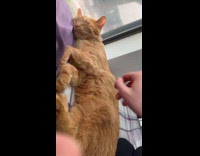 Collab PLC - Person petting orange cat sleep on bed