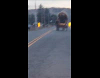 Horse carries wagon moving on the road